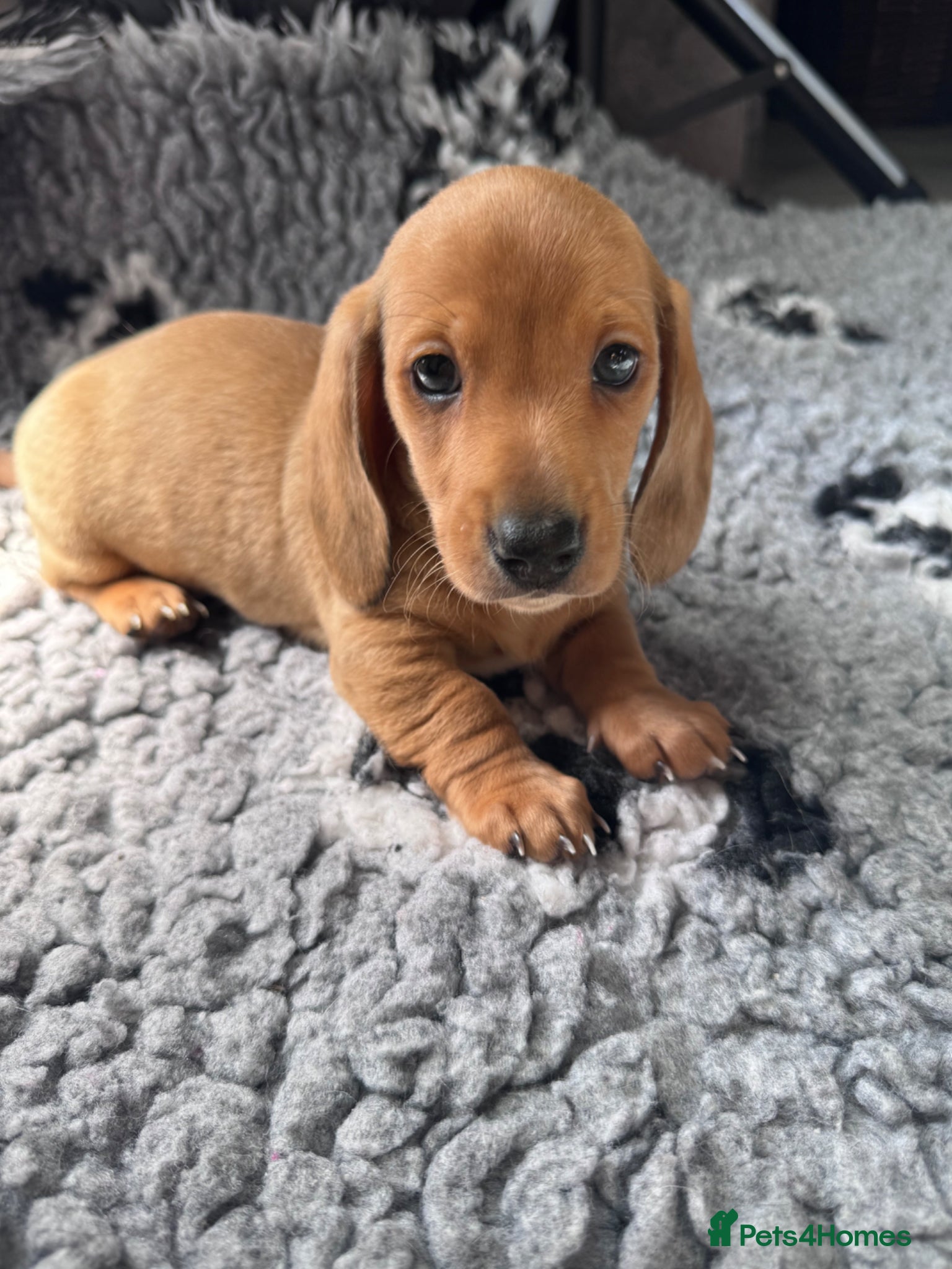 Miniature Dachshund dogs for sale: Adorable mini smoothe dachshund puppies - Advert 10