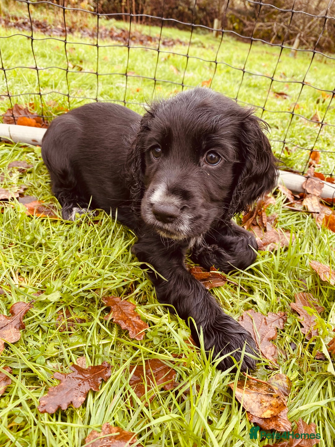Cocker Spaniel dogs for sale: Working Cocker Spaniel Puppies - Advert 3