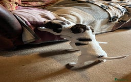 English Springer Spaniel dogs for sale: Springer spaniel puppies - Image 3