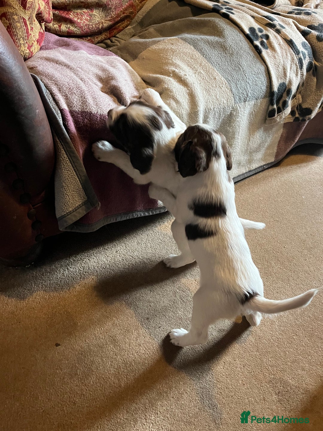 English Springer Spaniel dogs for sale: Springer spaniel puppies - Image 3
