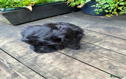 Cockapoo dogs for sale: Cockapoos puppies  - Image 10