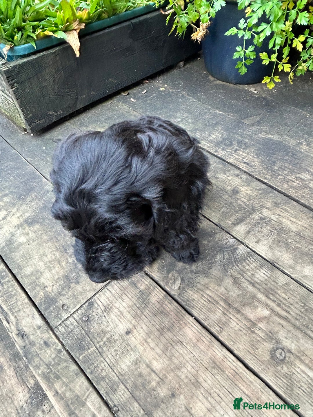 Cockapoo dogs for sale: Cockapoos puppies  - Image 10