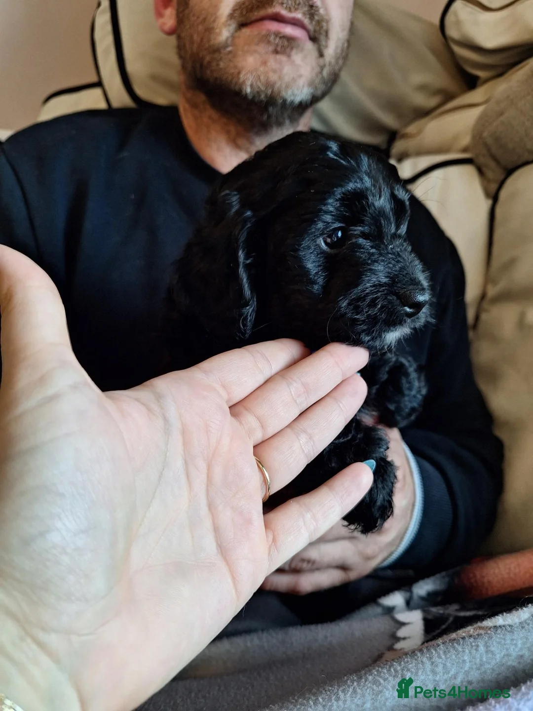 Cockapoo dogs for sale: FB1 Cockapoos in Weston-super-Mare - Advert 2