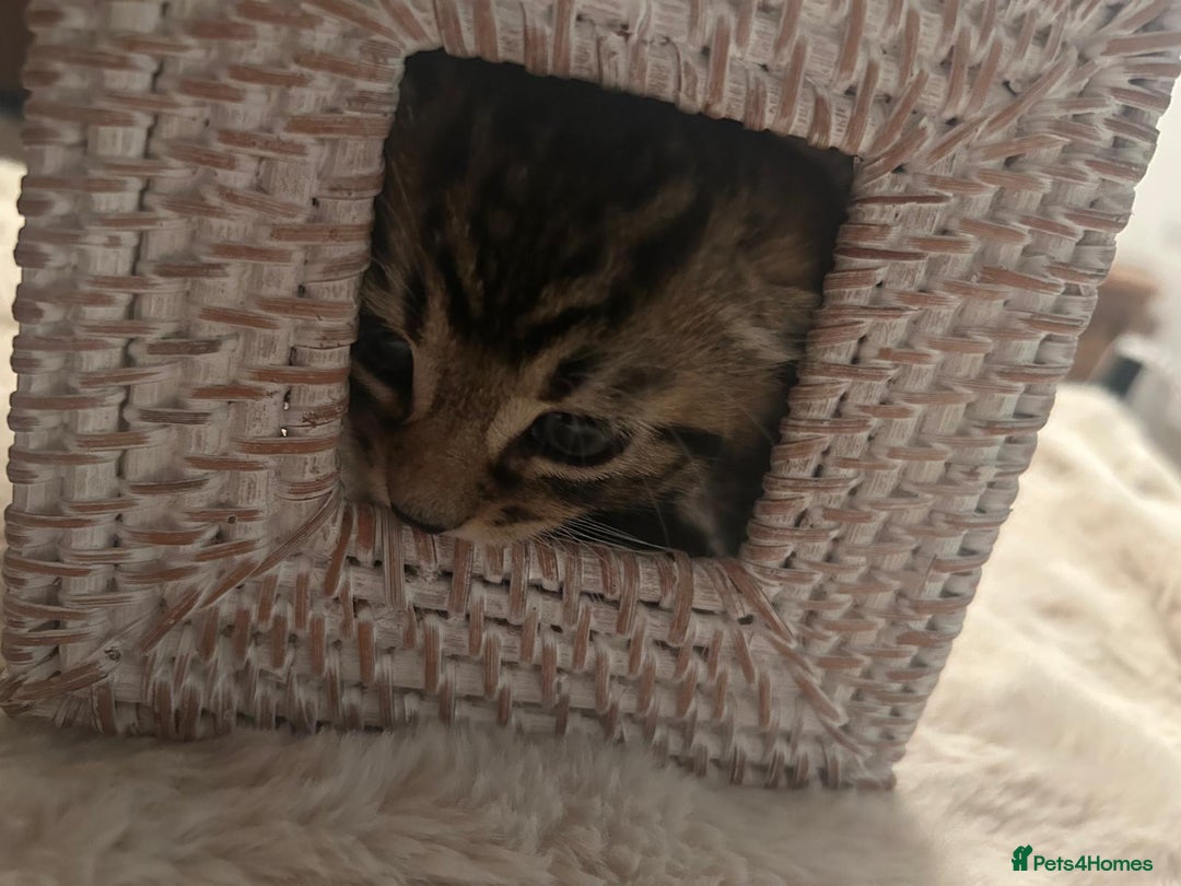 Mixed Breed cats for sale: Gorgeous tabby kittens - Advert 8