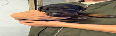 Dobermann 7