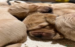 Golden Retriever dogs for sale: ✨ When Bella Met Loki 💛 - Image 10