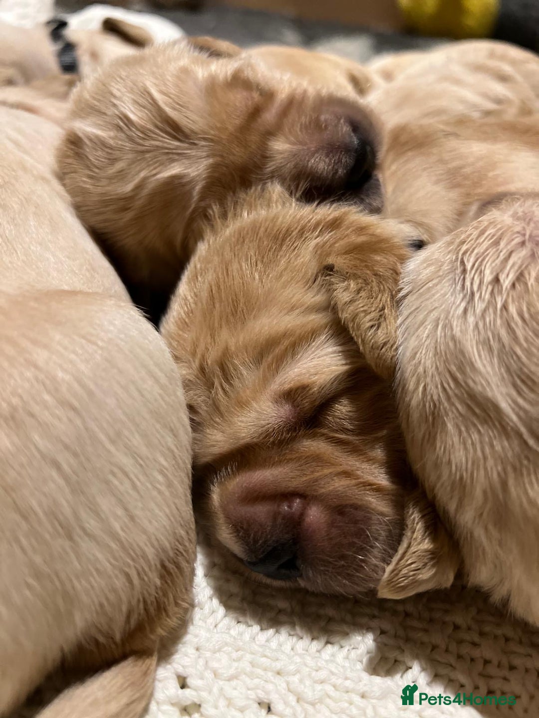 Golden Retriever dogs for sale: ✨ When Bella Met Loki 💛 - Image 10