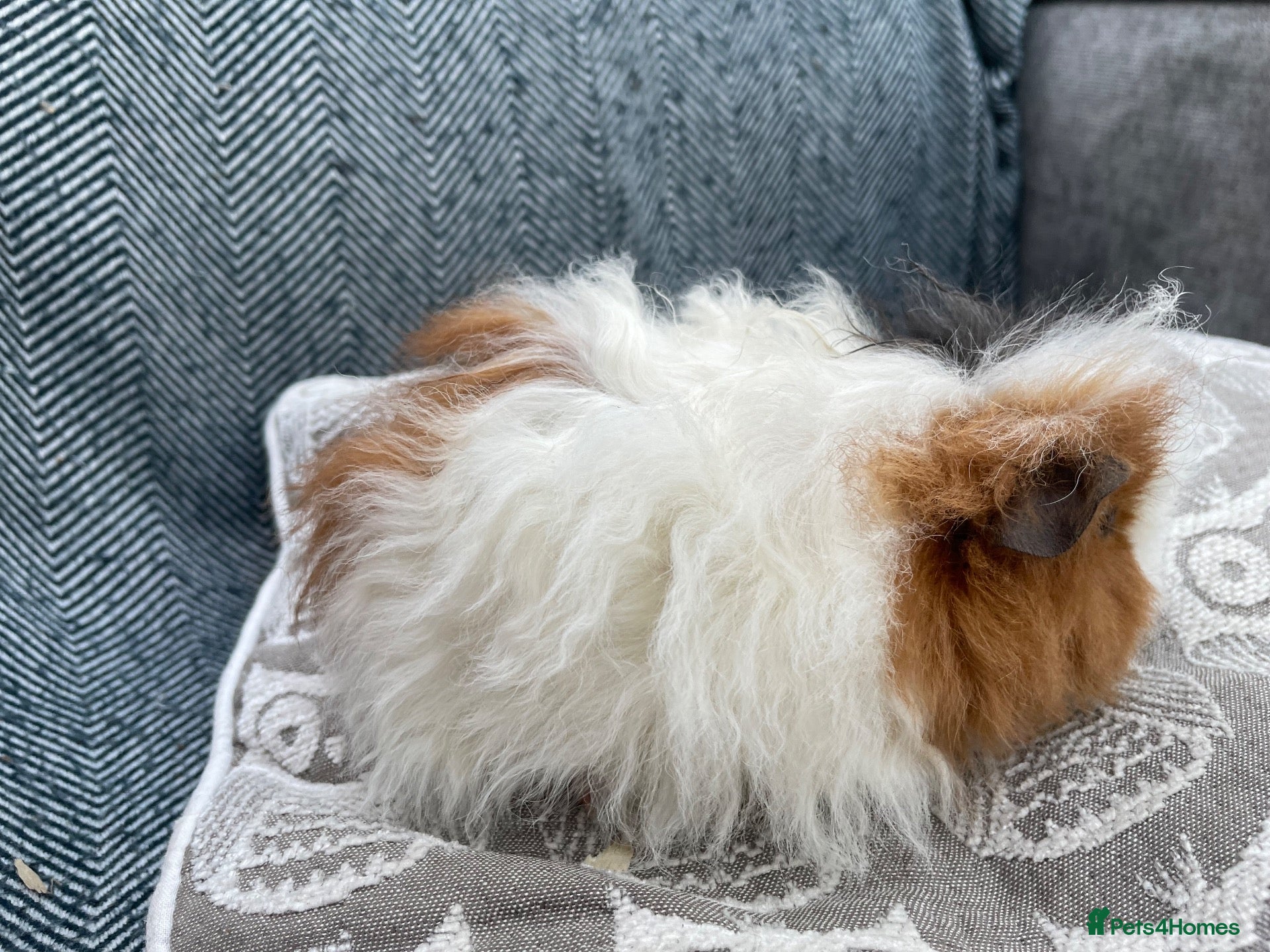 Guinea Pig rodents Gorgeous little boys, various coat types/colours - Advert 2