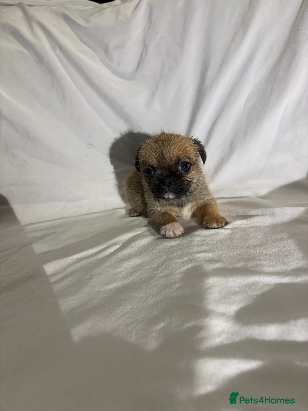 Griffon Bruxellois dogs for sale: Brussels griffons  - Advert 8