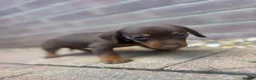 Dachshund dogs for sale: Dachshund  - Advert 8