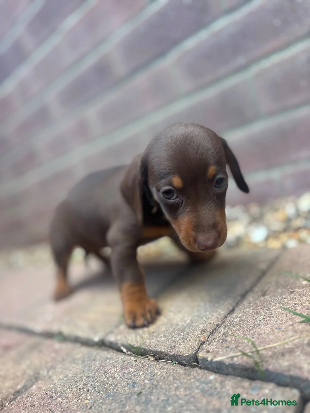 Dachshund dogs for sale: Dachshund  - Advert 8