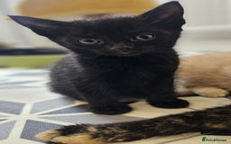 Domestic Shorthair cats for sale: 6 Kittens for sale 😻 - Image 6