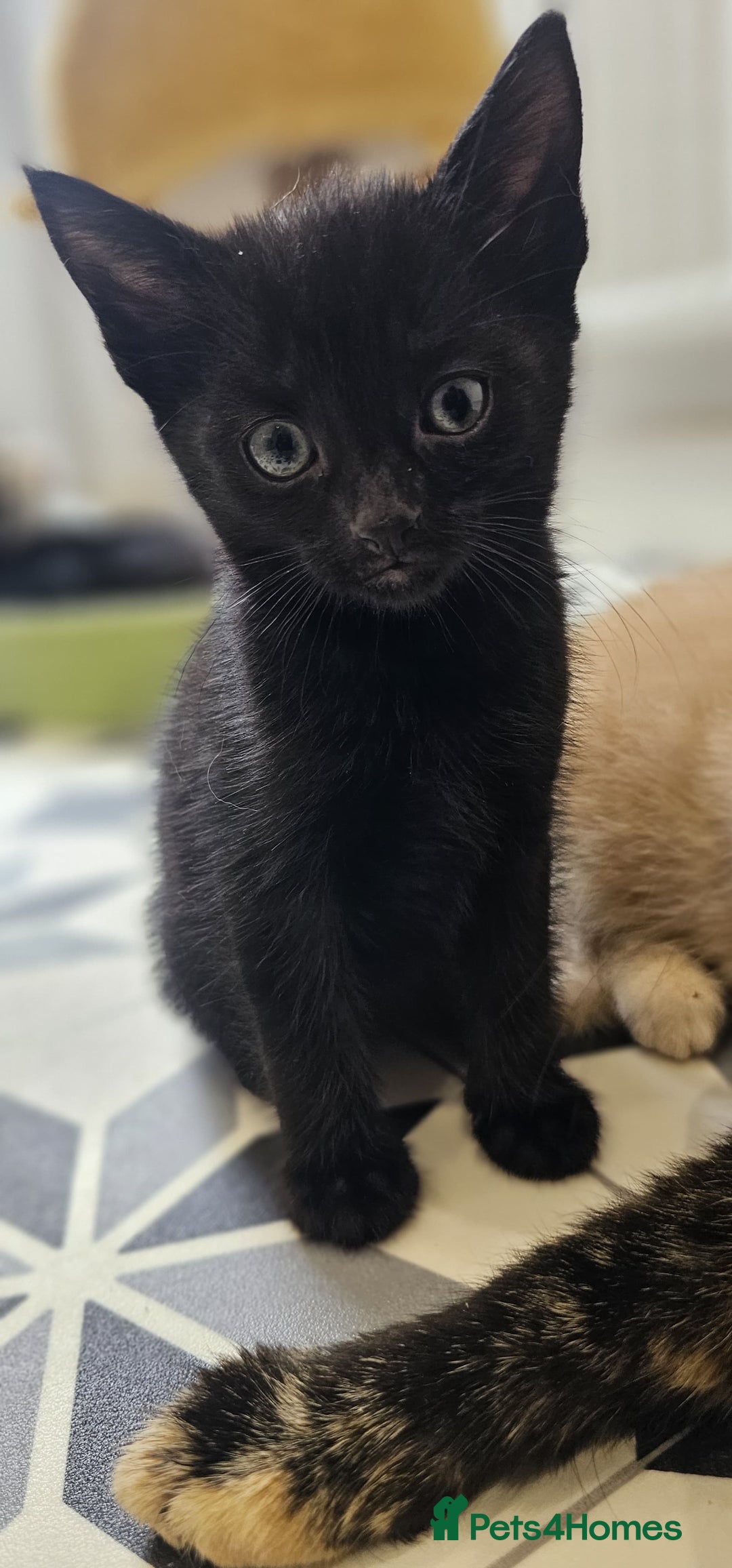 Domestic Shorthair cats for sale: 6 Kittens for sale 😻 - Image 6