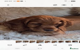 Cocker Spaniel dogs for sale: Beautiful and sweet puppy😊 - Image 1