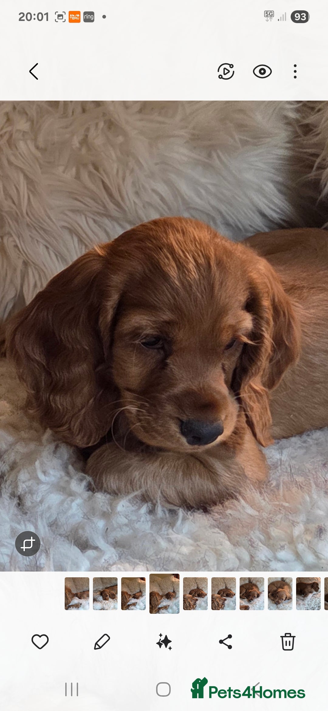 Cocker Spaniel dogs for sale: Beautiful and sweet puppy😊 - Image 1