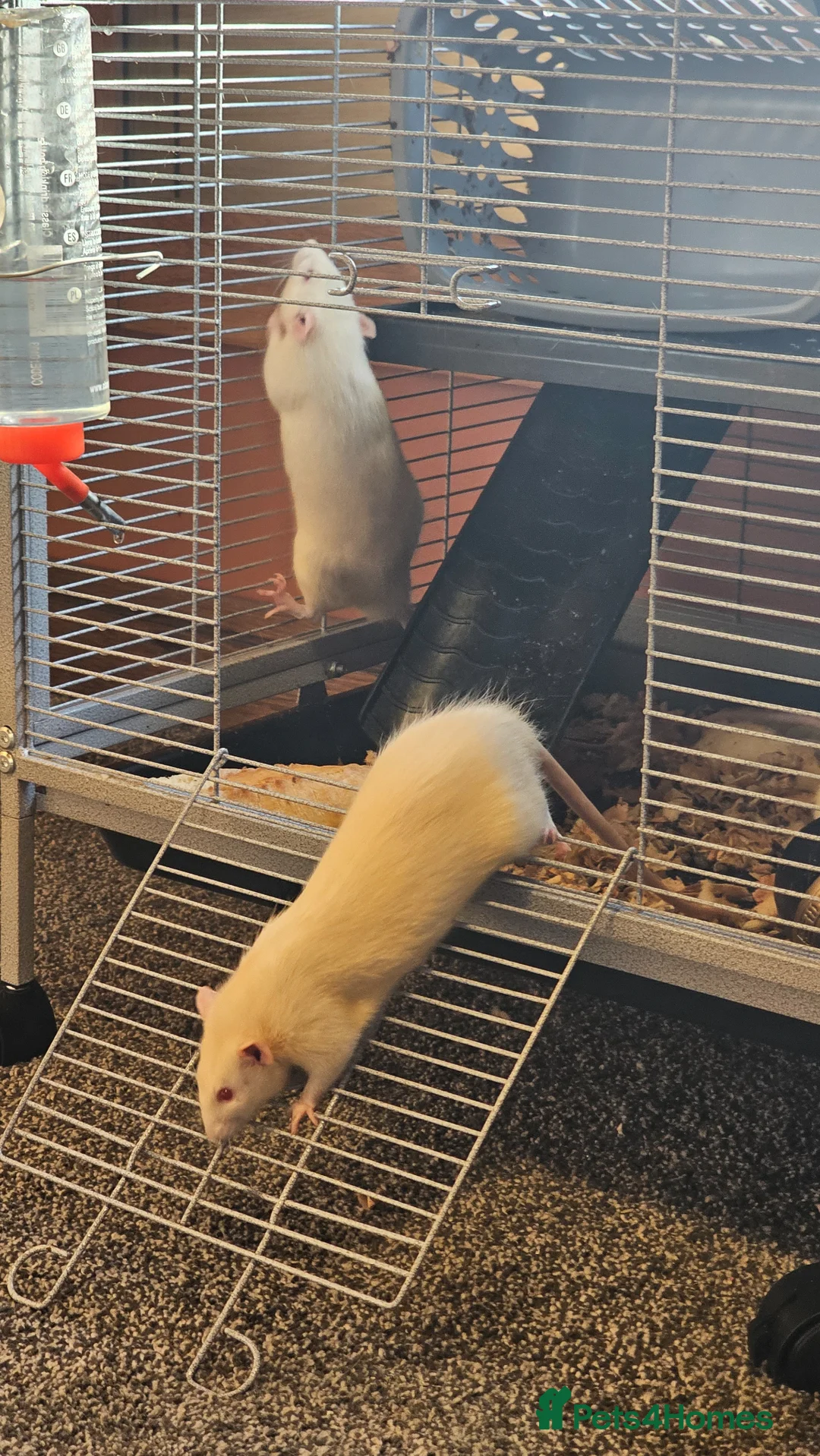 Rat rodents for sale: 3 Male rats in Todmorden - Advert 6