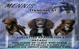 Cocker Spaniel dogs for sale: Cocker spaniel puppies for sale  - Image 26