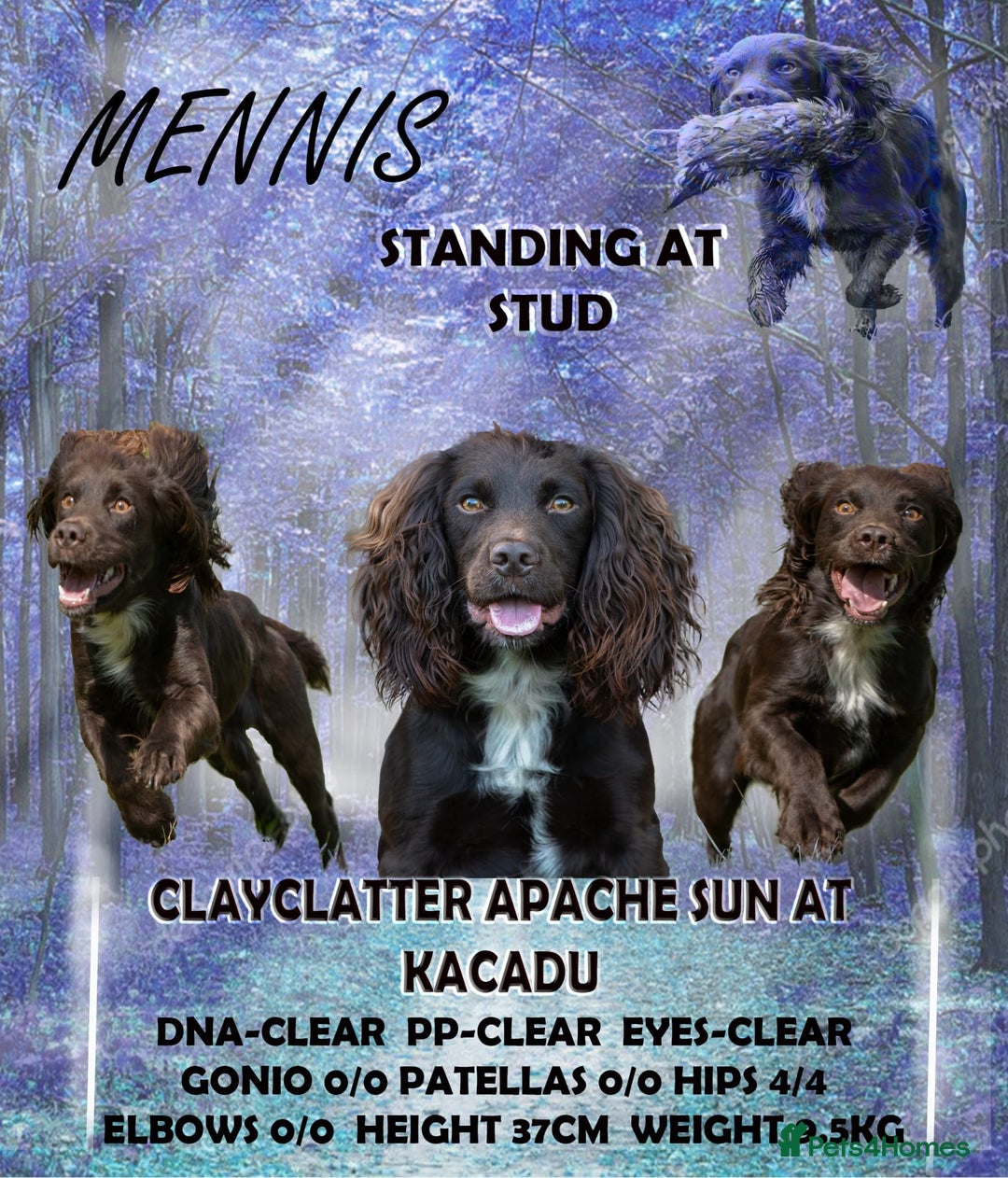 Cocker Spaniel dogs for sale: Cocker spaniel puppies for sale  - Image 26