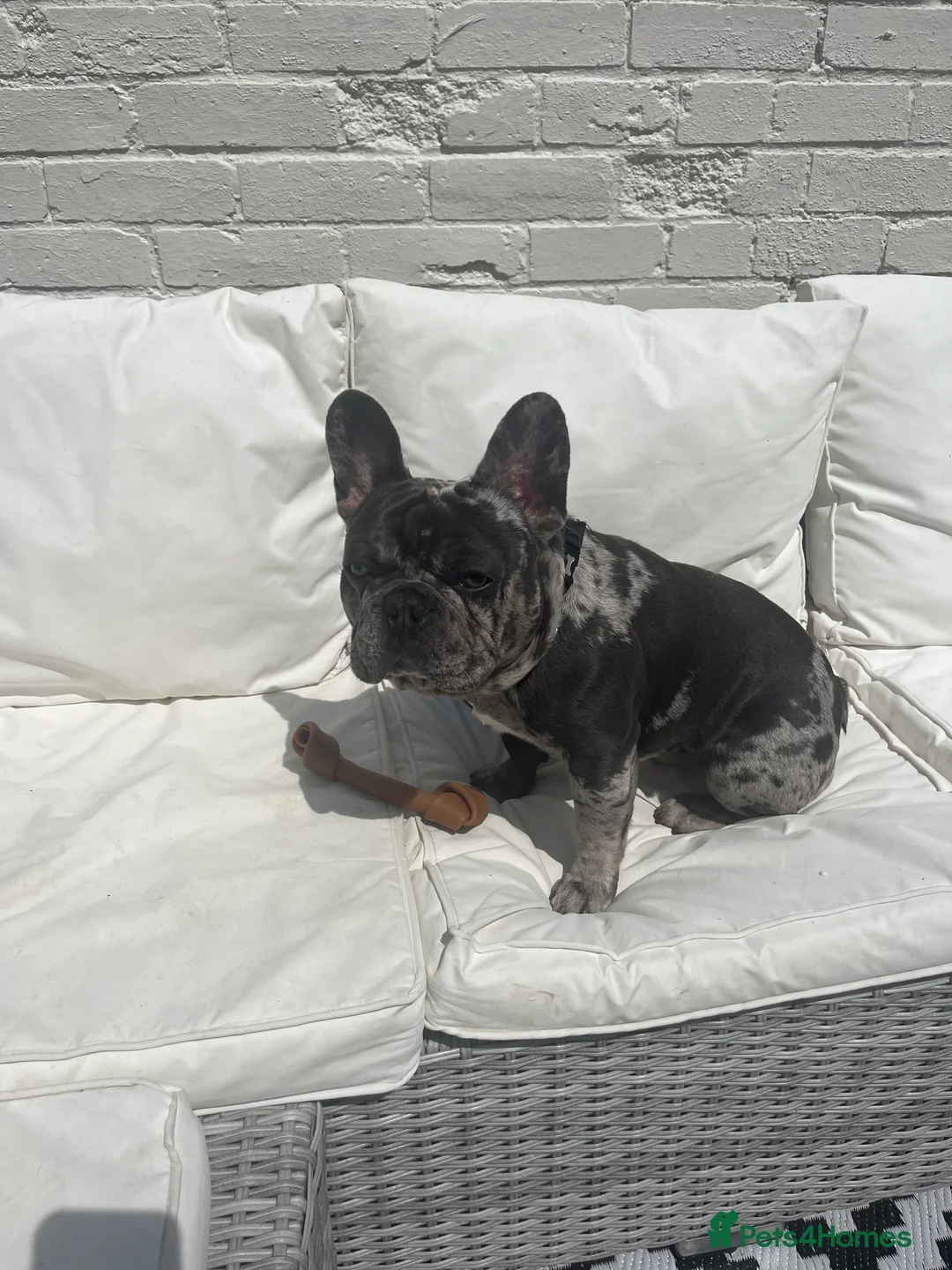 French Bulldog dogs for stud: Blue fawn and white mar stud  - Advert 3