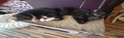 Mixed Breed cats for sale: Stroudies Ruby, Ivy, Dilly, Dave n Norman need ya - Advert 18