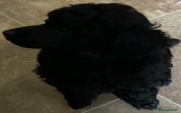 Toy Poodle dogs for sale: Purebred black toy poodle - Advert 10