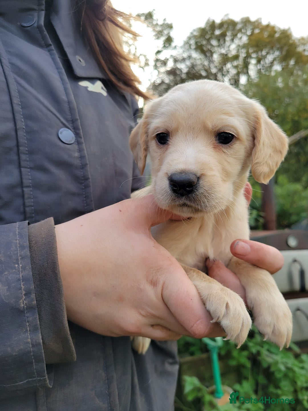 Mixed Breed dogs for sale: Labrador x sprocker - Advert 4
