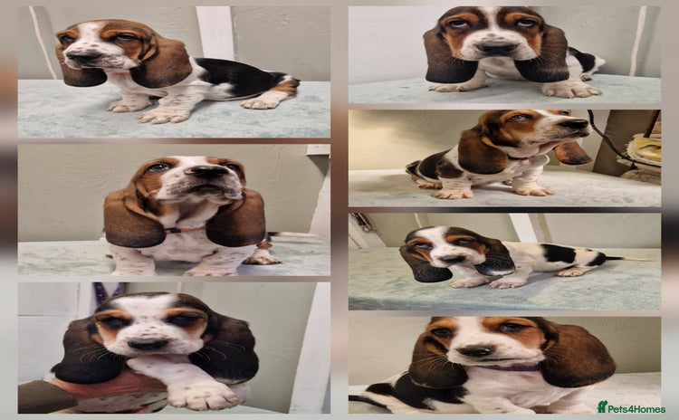 Basset Hound dogs - Advert 1