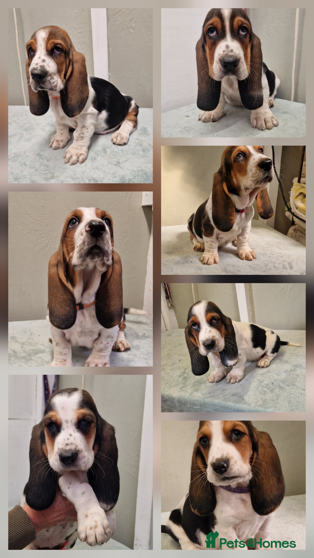 Basset Hound dogs for sale: KC REGISTERED Basset Hound puppies  - Image 1