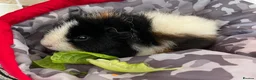 Guinea Pig rodents for sale: 2 x Female Guinea Pigs in Hereford - Advert 2