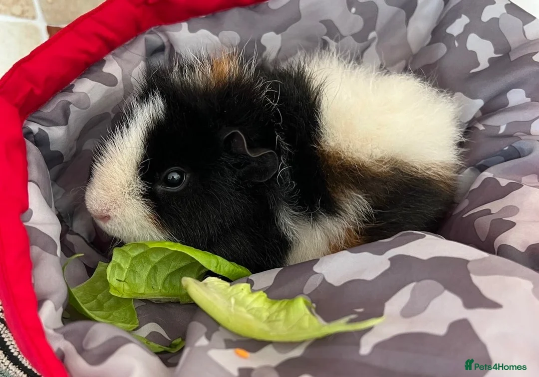 Guinea Pig rodents for sale: 2 x Female Guinea Pigs in Hereford - Advert 2