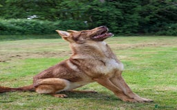 German Shepherd dogs for sale: ❤️KC health tested unique gsd babies 🩷 - Image 19