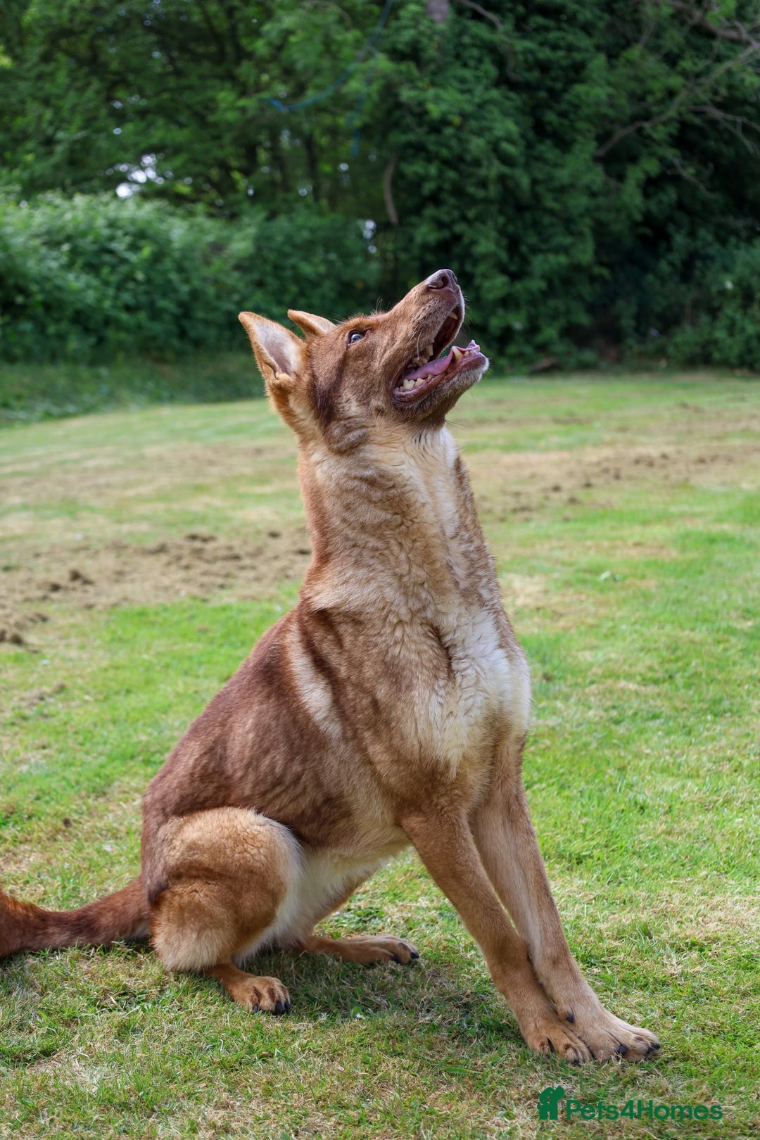 German Shepherd dogs for sale: ❤️KC health tested unique gsd babies 🩷 - Image 19