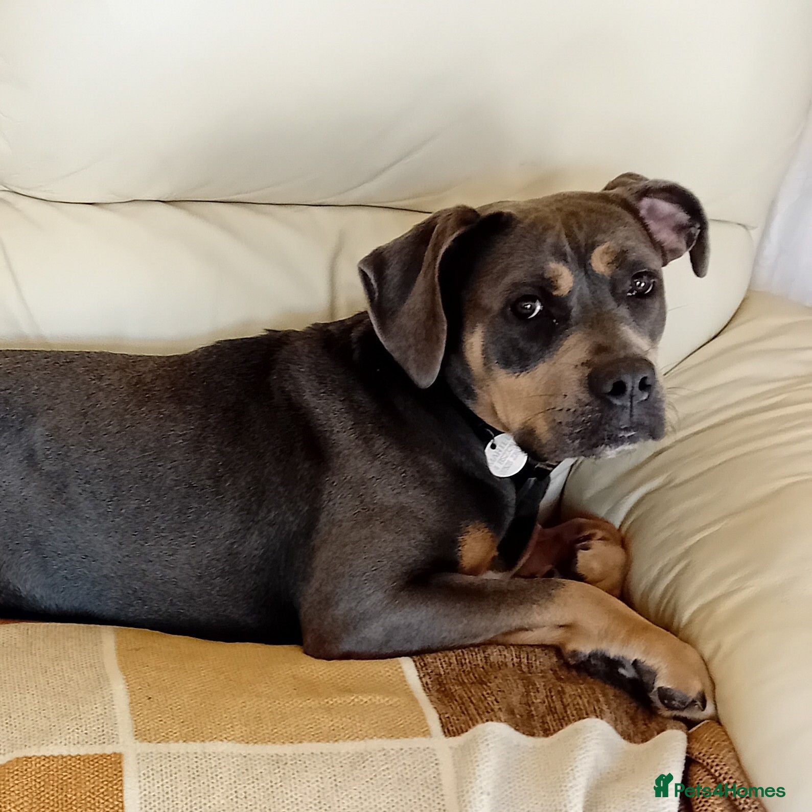 Mixed Breed dogs Millie - Mixed Breed (29 kgs) for Adoption - Advert 3