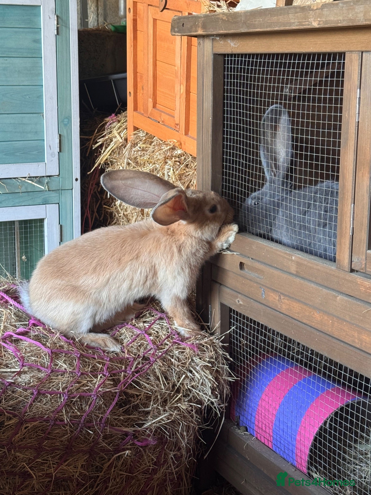 Continental Giant rabbits Pedigree giant breeding pair  - Advert 1