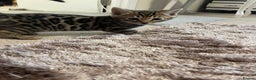 Bengal cats for sale: 5 Outstanding bengal kittens ready for a family  - Advert 23
