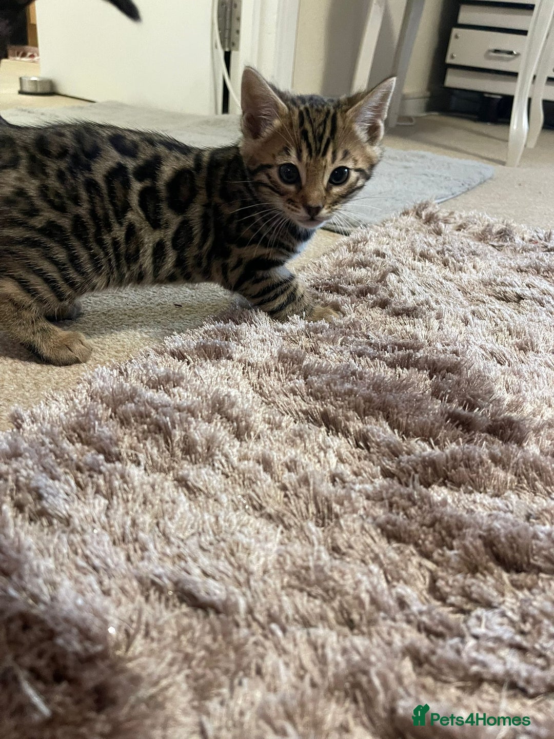 Bengal cats for sale: 5 Outstanding bengal kittens ready for a family  - Advert 23