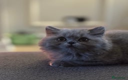 British Shorthair cats for sale: READY COLLECTION THIS WEEKEND! Bsh babies  - Image 30