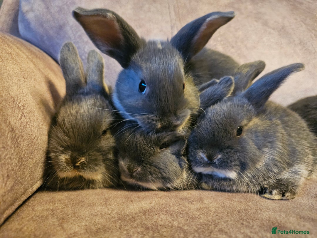 Mixed Breed rabbits for sale: 8 week old grey blue otter netherland dwarf x - Advert 4