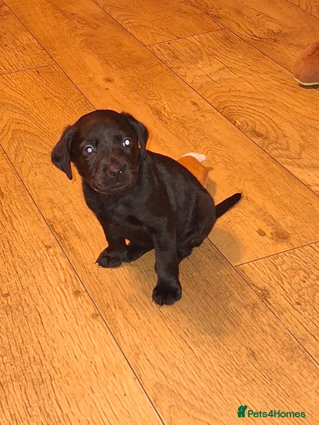 Labrador Retriever dogs for sale: Black labrador puppies - Advert 19