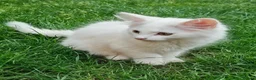 Mixed Breed cats for sale: Little cuties - Advert 25
