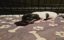 Jack Chi dogs for sale: Beautiful Jack Chi girls - Image 2