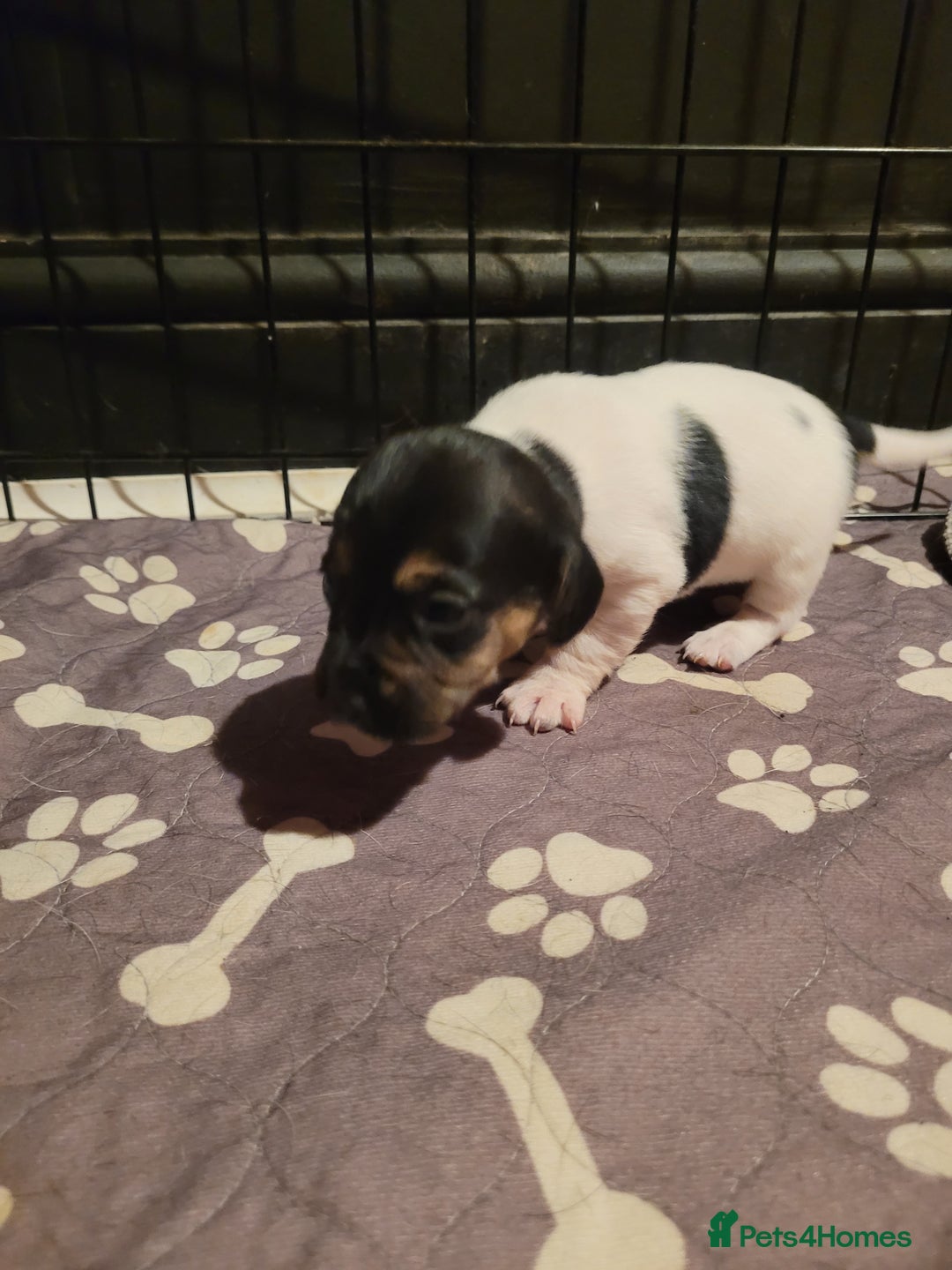 Jack Chi dogs for sale: Beautiful Jack Chi girls - Image 2