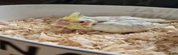 Cockatiels birds for sale: Juvenile Range of cockatiels in Manchester - Advert 5