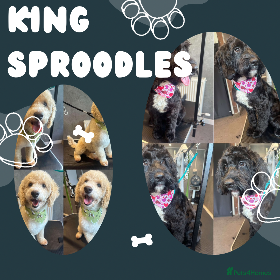 Sproodle dogs for sale: F2 Sproodle Puppies - Image 11