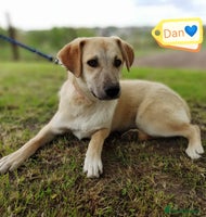 Mixed Breed dogs 💙🐶 DAN 🐶💙 - Advert 10