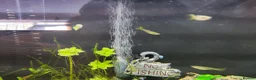 Other/Mixed Breed fish for sale: Guppy fish for sale Dunstable Houghton Regis  in Dunstable - Advert 4