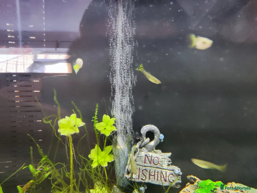 Other/Mixed Breed fish for sale: Guppy fish for sale Dunstable Houghton Regis  in Dunstable - Advert 4