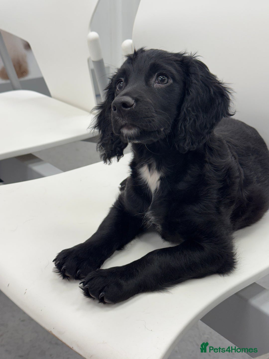 Cocker Spaniel dogs for stud: Tweed ready for Stud - Advert 6