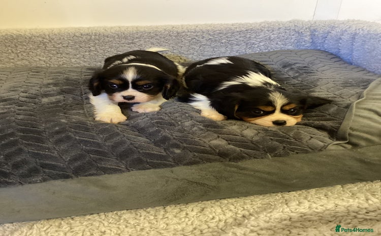 Cavalier King Charles Spaniel dogs - Advert 1