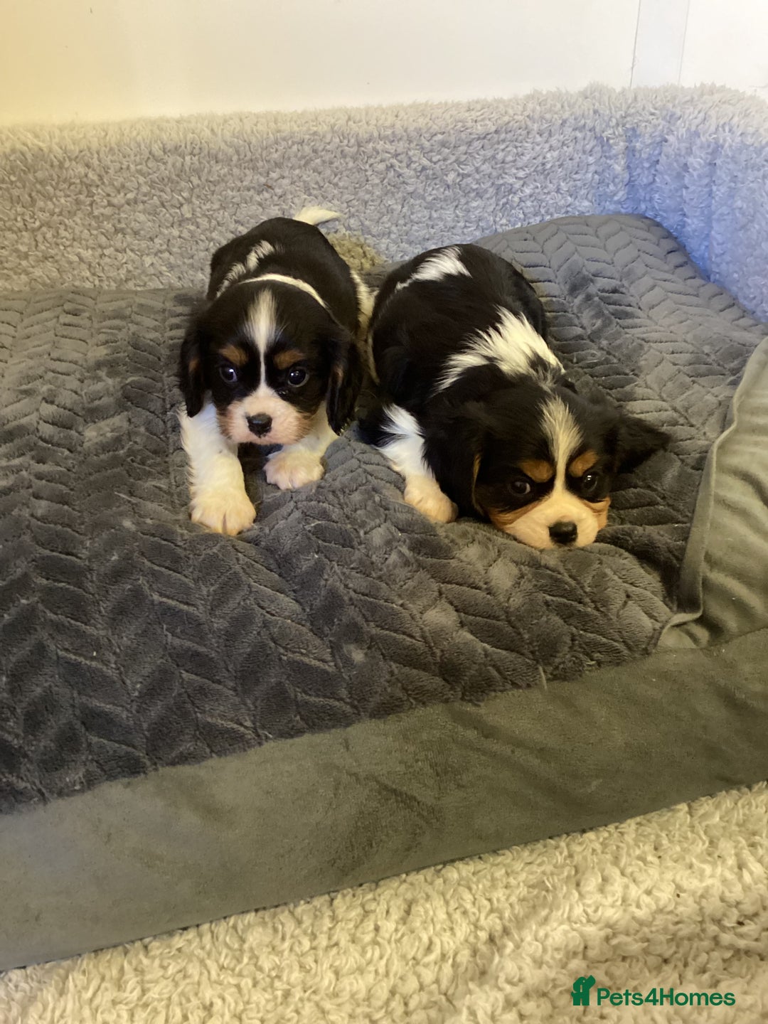 Cavalier King Charles Spaniel dogs for sale: Cavalier King Charles puppies  - Image 1
